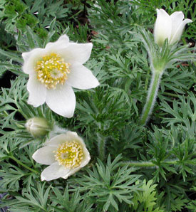 Pulsatilla vulgaris 'Alba'