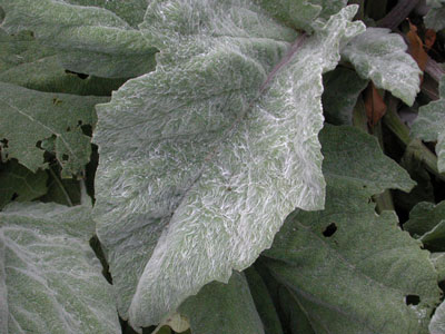 Salvia argentea