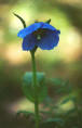 Meconopsis x sheldonii