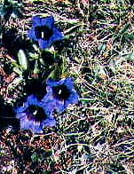 Gentiana acaulis