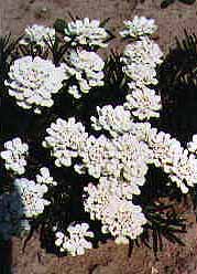 Iberis sempervirens 'Snowflake'