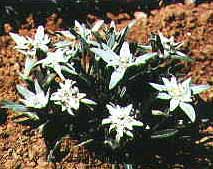 Leontopodium alpinum