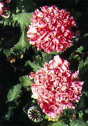 Papaver somniferum 'Bombast Rose'