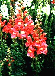 Antirrhinum - Forerunner Series - Rose
