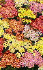 Achillea millefolium 'Summer Pastels'
