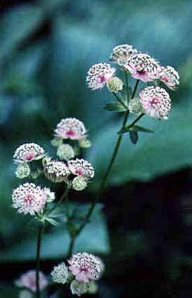 Astrantia major 'Rosea'