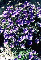 Campanula carpatica 'Deep Blue Clips'