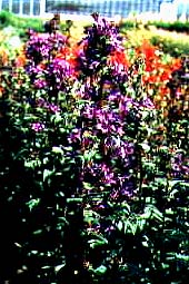 Campanula glomerata 'Dahurica (Superba)'