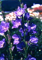 Campanula persicifolia 'Blue Bell'